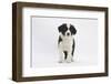 Border Collie Puppy Standing-Mark Taylor-Framed Photographic Print