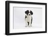 Border Collie Puppy Standing-Mark Taylor-Framed Photographic Print