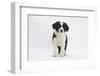 Border Collie Puppy Standing-Mark Taylor-Framed Photographic Print