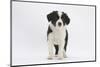 Border Collie Puppy Standing-Mark Taylor-Mounted Photographic Print