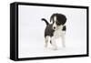 Border Collie Puppy Walking-Mark Taylor-Framed Stretched Canvas