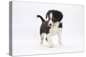 Border Collie Puppy Walking-Mark Taylor-Stretched Canvas