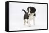 Border Collie Puppy Walking-Mark Taylor-Framed Stretched Canvas