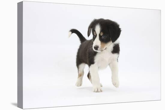 Border Collie Puppy Walking-Mark Taylor-Stretched Canvas