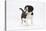 Border Collie Puppy Walking-Mark Taylor-Stretched Canvas