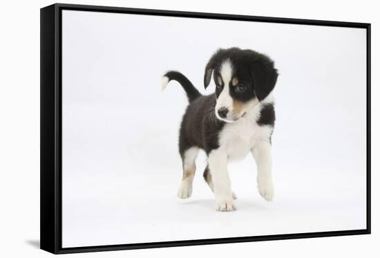 Border Collie Puppy Walking-Mark Taylor-Framed Stretched Canvas