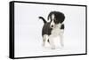 Border Collie Puppy Walking-Mark Taylor-Framed Stretched Canvas