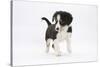 Border Collie Puppy Walking-Mark Taylor-Stretched Canvas