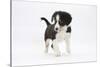 Border Collie Puppy Walking-Mark Taylor-Stretched Canvas