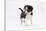 Border Collie Puppy Walking-Mark Taylor-Stretched Canvas