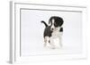Border Collie Puppy Walking-Mark Taylor-Framed Photographic Print