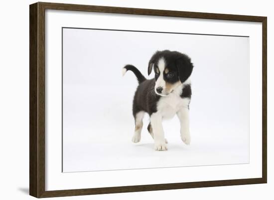 Border Collie Puppy Walking-Mark Taylor-Framed Photographic Print