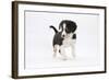 Border Collie Puppy Walking-Mark Taylor-Framed Photographic Print