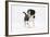 Border Collie Puppy Walking-Mark Taylor-Framed Photographic Print