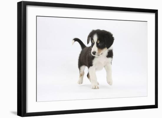 Border Collie Puppy Walking-Mark Taylor-Framed Photographic Print