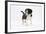 Border Collie Puppy Walking-Mark Taylor-Framed Photographic Print