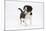 Border Collie Puppy Walking-Mark Taylor-Mounted Photographic Print
