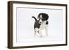 Border Collie Puppy Walking-Mark Taylor-Framed Photographic Print