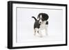 Border Collie Puppy Walking-Mark Taylor-Framed Photographic Print