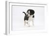 Border Collie Puppy Walking-Mark Taylor-Framed Photographic Print