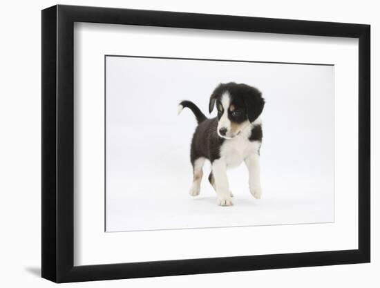 Border Collie Puppy Walking-Mark Taylor-Framed Photographic Print