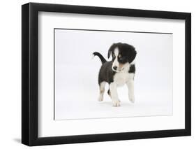 Border Collie Puppy Walking-Mark Taylor-Framed Photographic Print