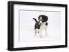 Border Collie Puppy Walking-Mark Taylor-Framed Photographic Print