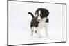Border Collie Puppy Walking-Mark Taylor-Mounted Photographic Print