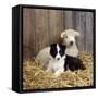 Border Collie Puppy with Lamb-null-Framed Stretched Canvas