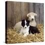 Border Collie Puppy with Lamb-null-Stretched Canvas