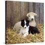 Border Collie Puppy with Lamb-null-Stretched Canvas