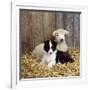 Border Collie Puppy with Lamb-null-Framed Photographic Print