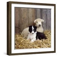 Border Collie Puppy with Lamb-null-Framed Photographic Print