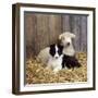 Border Collie Puppy with Lamb-null-Framed Photographic Print