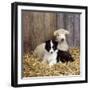 Border Collie Puppy with Lamb-null-Framed Photographic Print