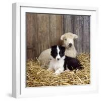 Border Collie Puppy with Lamb-null-Framed Photographic Print