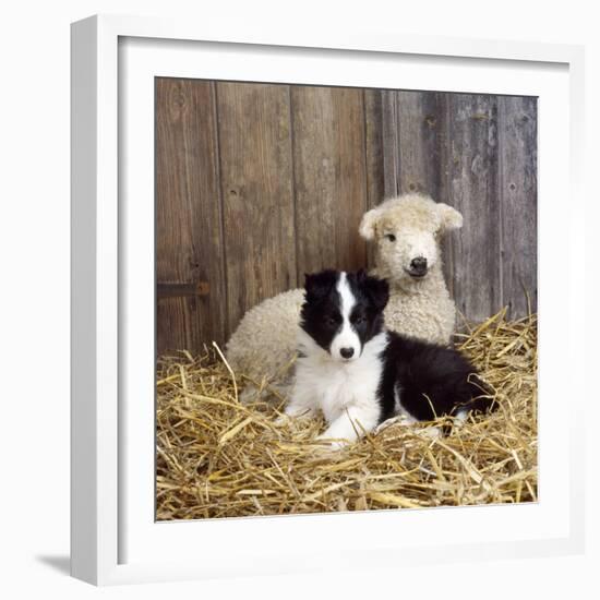 Border Collie Puppy with Lamb-null-Framed Photographic Print