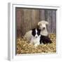 Border Collie Puppy with Lamb-null-Framed Photographic Print