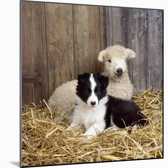 Border Collie Puppy with Lamb-null-Mounted Photographic Print