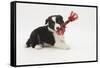 Border Collie Puppy with Rope Toy-Mark Taylor-Framed Stretched Canvas