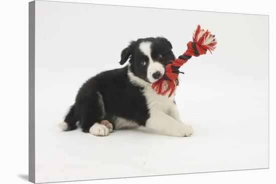 Border Collie Puppy with Rope Toy-Mark Taylor-Stretched Canvas