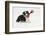 Border Collie Puppy with Rope Toy-Mark Taylor-Framed Photographic Print