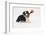 Border Collie Puppy with Rope Toy-Mark Taylor-Framed Photographic Print