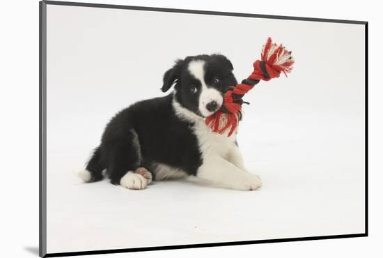 Border Collie Puppy with Rope Toy-Mark Taylor-Mounted Photographic Print