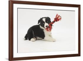 Border Collie Puppy with Rope Toy-Mark Taylor-Framed Photographic Print