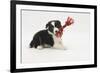 Border Collie Puppy with Rope Toy-Mark Taylor-Framed Photographic Print