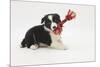 Border Collie Puppy with Rope Toy-Mark Taylor-Mounted Photographic Print