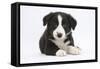 Border Collie Puppy-Mark Taylor-Framed Stretched Canvas