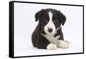 Border Collie Puppy-Mark Taylor-Framed Stretched Canvas