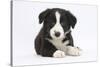 Border Collie Puppy-Mark Taylor-Stretched Canvas